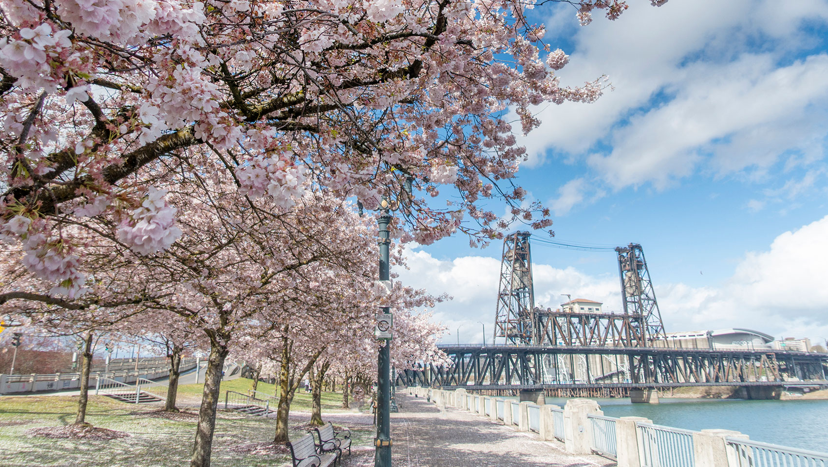 cherry blossoms