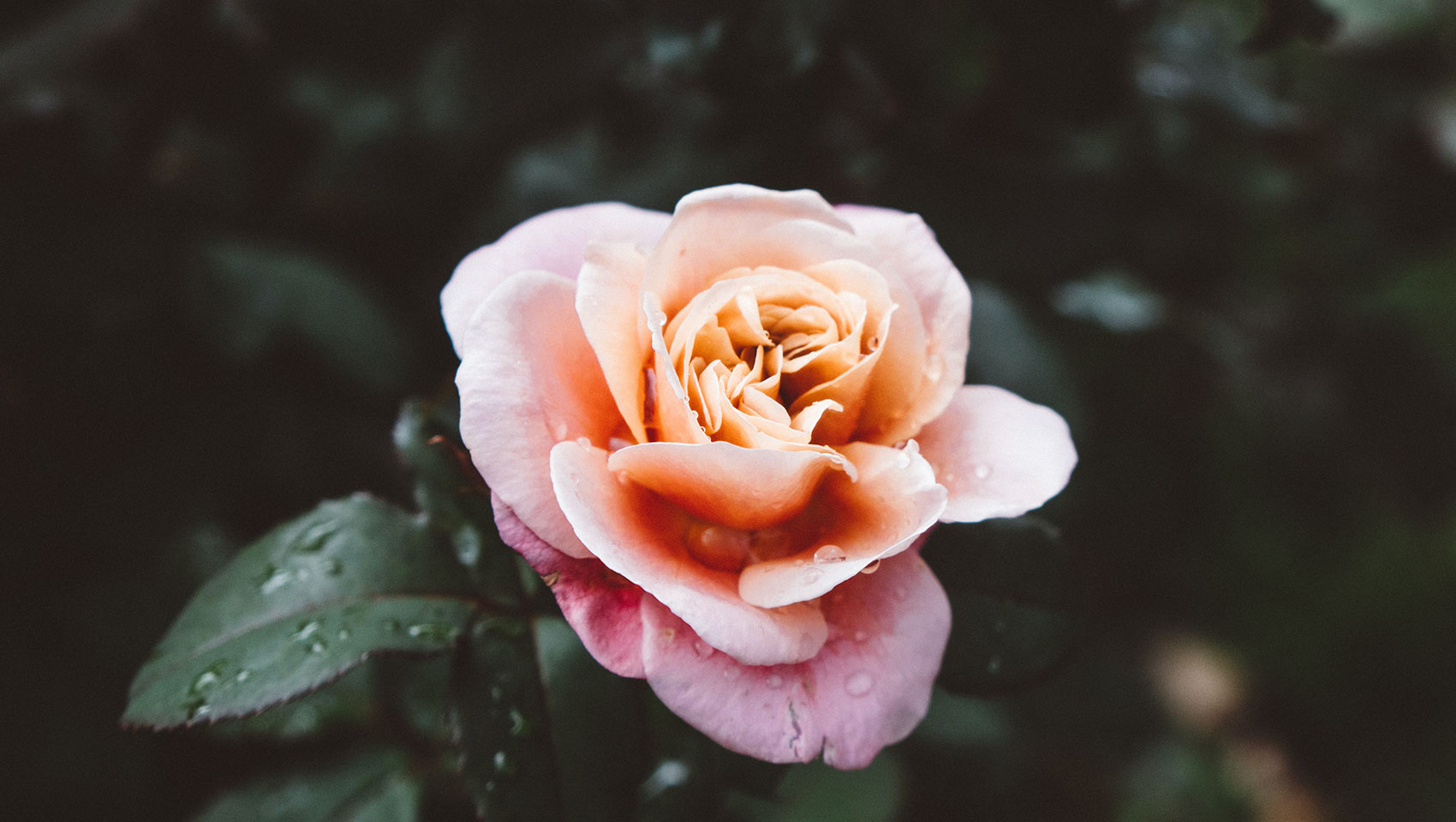 Rose from the International Rose Test Garden in Portland