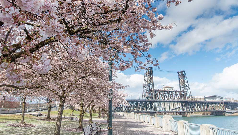 cherry blossoms