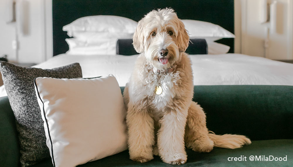 dog on bed