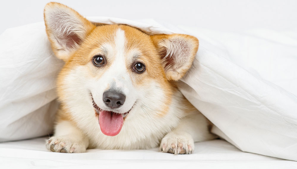 Corgi under bed sheets
