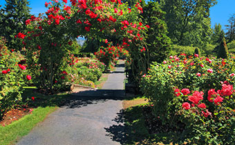 Washington Park Rose Garden Portland