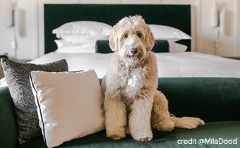 Dog on bed