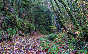 Marquam Hiking Trail Portland