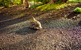 Bird Sanctuary Portland