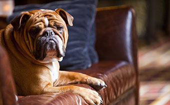 Dog on Couch