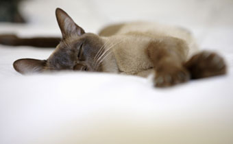 Cat on Pillow
