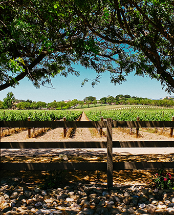 Portland Oregon vineyard